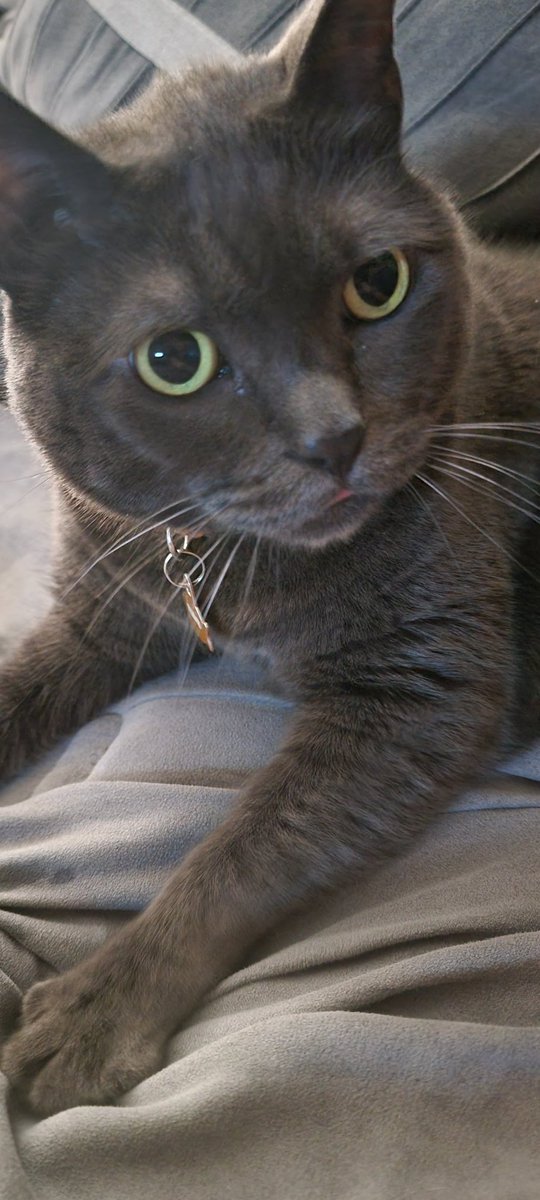 Rudedeck's tweet image. Decker from Eastvale (Calif) and Teemu the Cat are tuned in tonight on the Panthers app and have you synced up with @ESPNPlus  @LindsayBHockey #WorldFamousFormerTwitterSegment #TimeToHunt    🐀🐈‍⬛️