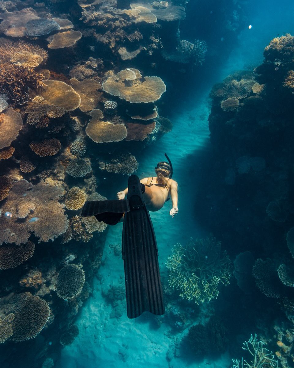 Townsville North Queensland (@townsvilleaus) on Twitter photo This and not knowing what day it is 🌊✨
📍Orpheus Island
📸<a href="/ashleighbridget/">Ashleigh Clarke</a>
#hinchinbrookway #townsvillenorthqueensland #upforunexpected #thisisqueensland #seeaustralia This and not knowing what day it is 🌊✨
📍Orpheus Island
📸<a href="/ashleighbridget/">Ashleigh Clarke</a>
#hinchinbrookway #townsvillenorthqueensland #upforunexpected #thisisqueensland #seeaustralia