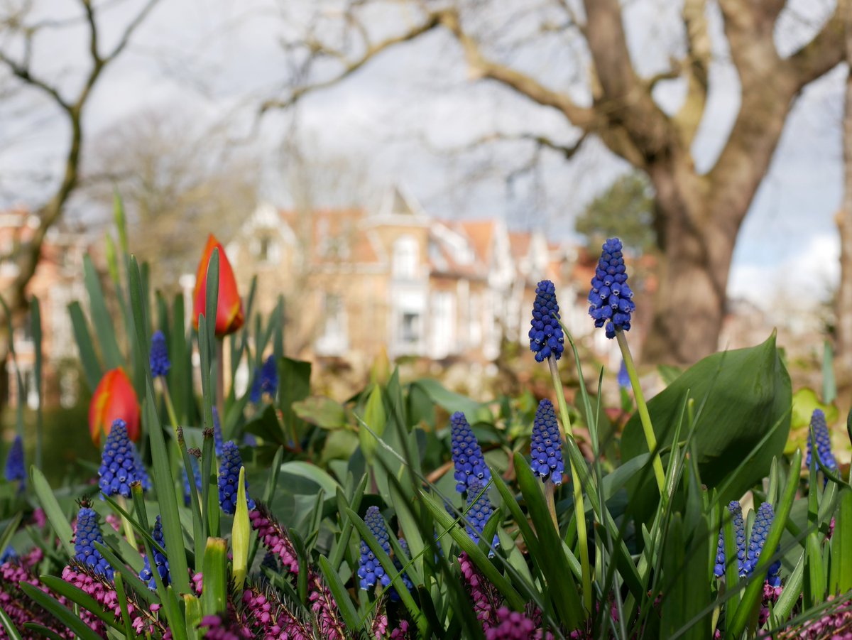 De Hortus botanicus Leiden is niet meer actief op X. Volg ons op Facebook, Instagram of LinkedIn om op de hoogte te blijven van (bloei)nieuws en activiteiten, of schrijf je in voor onze nieuwsbrief: hortusleiden.nl/nieuwsbrief