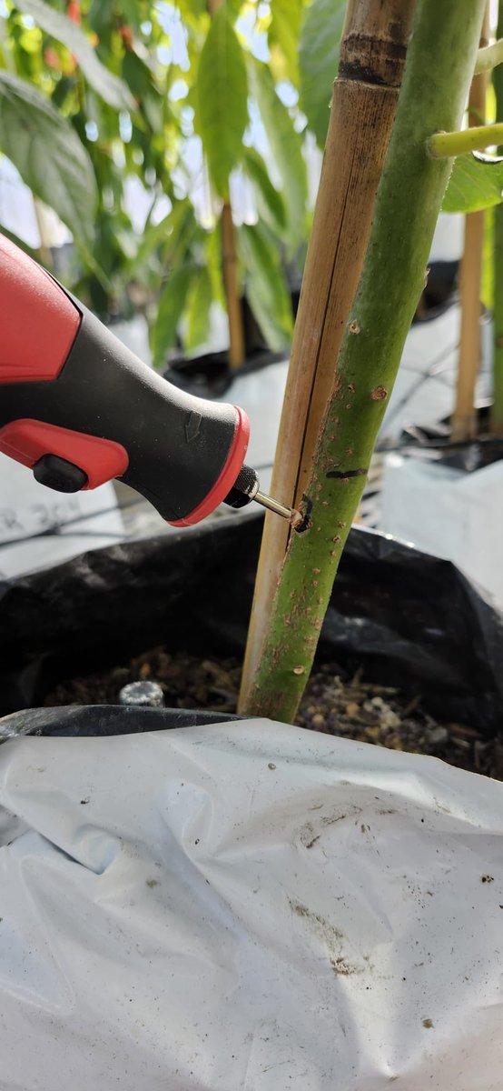 Tropical Plant Clinic & Research Lab tweet media