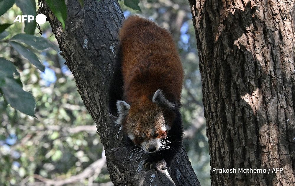 Nepal's pioneering community-based conservation work has helped arrest the decline of the red panda, which number fewer than 10,000 globally. 
u.afp.com/SU6Q