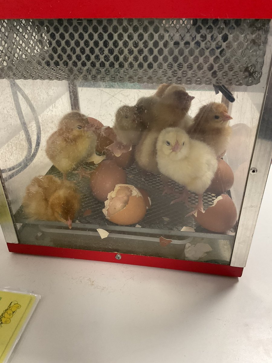 MissRutledgeMPA's tweet photo. Year 2 have thoroughly enjoyed observing the life cycle of a chick over the last two weeks. 🐥🐣☺️ #MoorsidePAScience #MoorsidePA https://t.co/0vXOowtesp