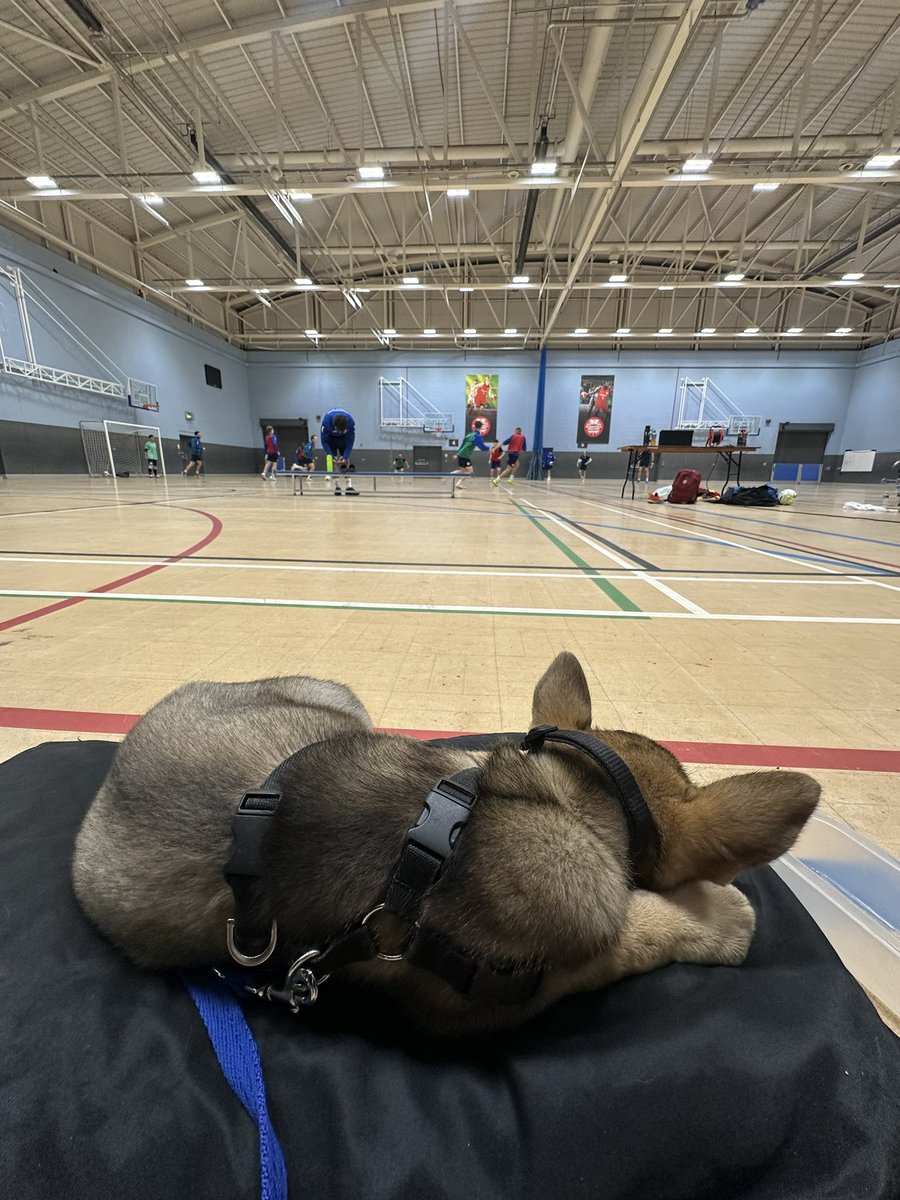Becca Taylor (@driving_bex) on Twitter photo Our latest addition🫶🏼
<a href="/guidedogs/">Guide Dogs</a> puppy, Ellie, first <a href="/MFC_Futsal/">Manchester Futsal Club</a> training session and she was good as gold😇 Our latest addition🫶🏼
<a href="/guidedogs/">Guide Dogs</a> puppy, Ellie, first <a href="/MFC_Futsal/">Manchester Futsal Club</a> training session and she was good as gold😇