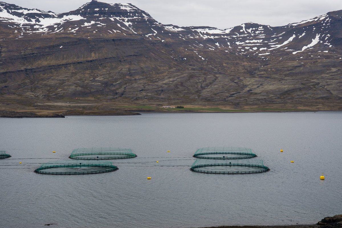 ICES (@ices_asc) on Twitter photo 🚨Advice release!
ICES Special Request Advice on aspects of the Genetic Intrusion Risk Assessment Framework for salmon aquaculture (GIRAF) has been published, as requested by #Iceland <a href="/MFAIceland/">MFA Iceland 🇮🇸</a>
ℹAvailable to view & download from our library doi.org/10.17895/ices.…
#aquaculture 🚨Advice release!
ICES Special Request Advice on aspects of the Genetic Intrusion Risk Assessment Framework for salmon aquaculture (GIRAF) has been published, as requested by #Iceland <a href="/MFAIceland/">MFA Iceland 🇮🇸</a>
ℹAvailable to view & download from our library doi.org/10.17895/ices.…
#aquaculture