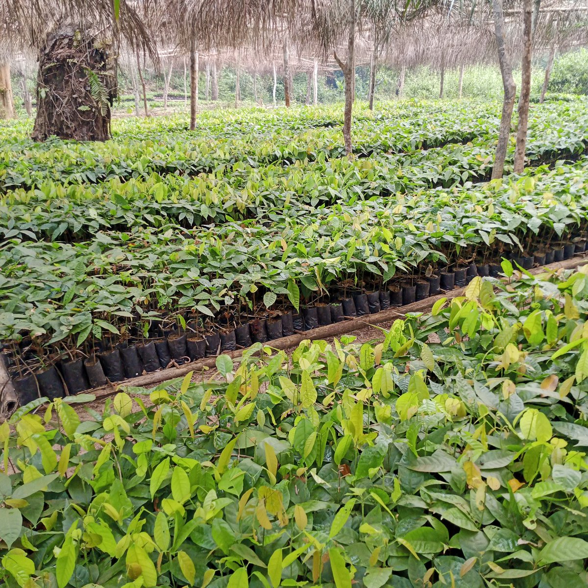 Dominique Kasimba (@dominiquek89097) on Twitter photo Café,cacao et palmier la trilogie du développement économique à travers l'agriculture en République démocratique du Congo <a href="/MutombMutshail/">Grégoire Mutshail Mutomb</a> <a href="/julienpalukucom/">JULIEN PALUKU</a> <a href="/NgwalaPhilippe/">Philippe Ngwala</a> Café,cacao et palmier la trilogie du développement économique à travers l'agriculture en République démocratique du Congo <a href="/MutombMutshail/">Grégoire Mutshail Mutomb</a> <a href="/julienpalukucom/">JULIEN PALUKU</a> <a href="/NgwalaPhilippe/">Philippe Ngwala</a>