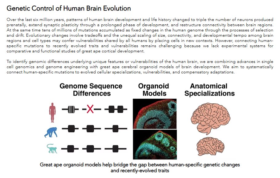Science Advancement and Outreach (@saoscience) on Twitter photo At <a href="/UCSF/">UC San Francisco</a>, <a href="/brainevodevo/">Alex Pollen</a> is interested in what makes the human brain unique. Pollen's lab uses single-cell genomics, genome engineering, & brain organoids to connect human-specific mutations to brain development & vulnerabilities. pollenlab.org At <a href="/UCSF/">UC San Francisco</a>, <a href="/brainevodevo/">Alex Pollen</a> is interested in what makes the human brain unique. Pollen's lab uses single-cell genomics, genome engineering, & brain organoids to connect human-specific mutations to brain development & vulnerabilities. pollenlab.org