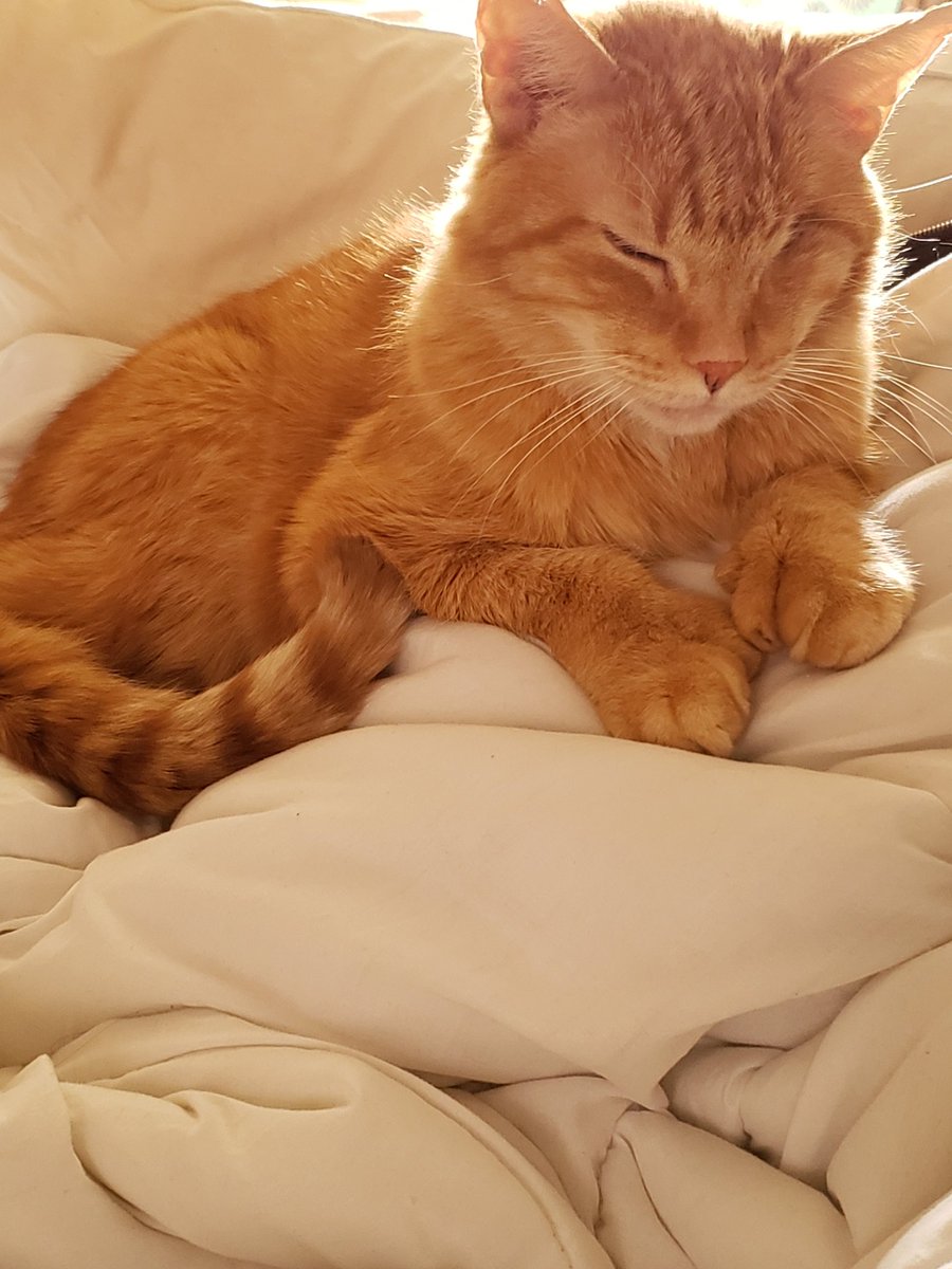 Big Oranje has crossed the RB. This photo was always mums favourite. #pawcircle