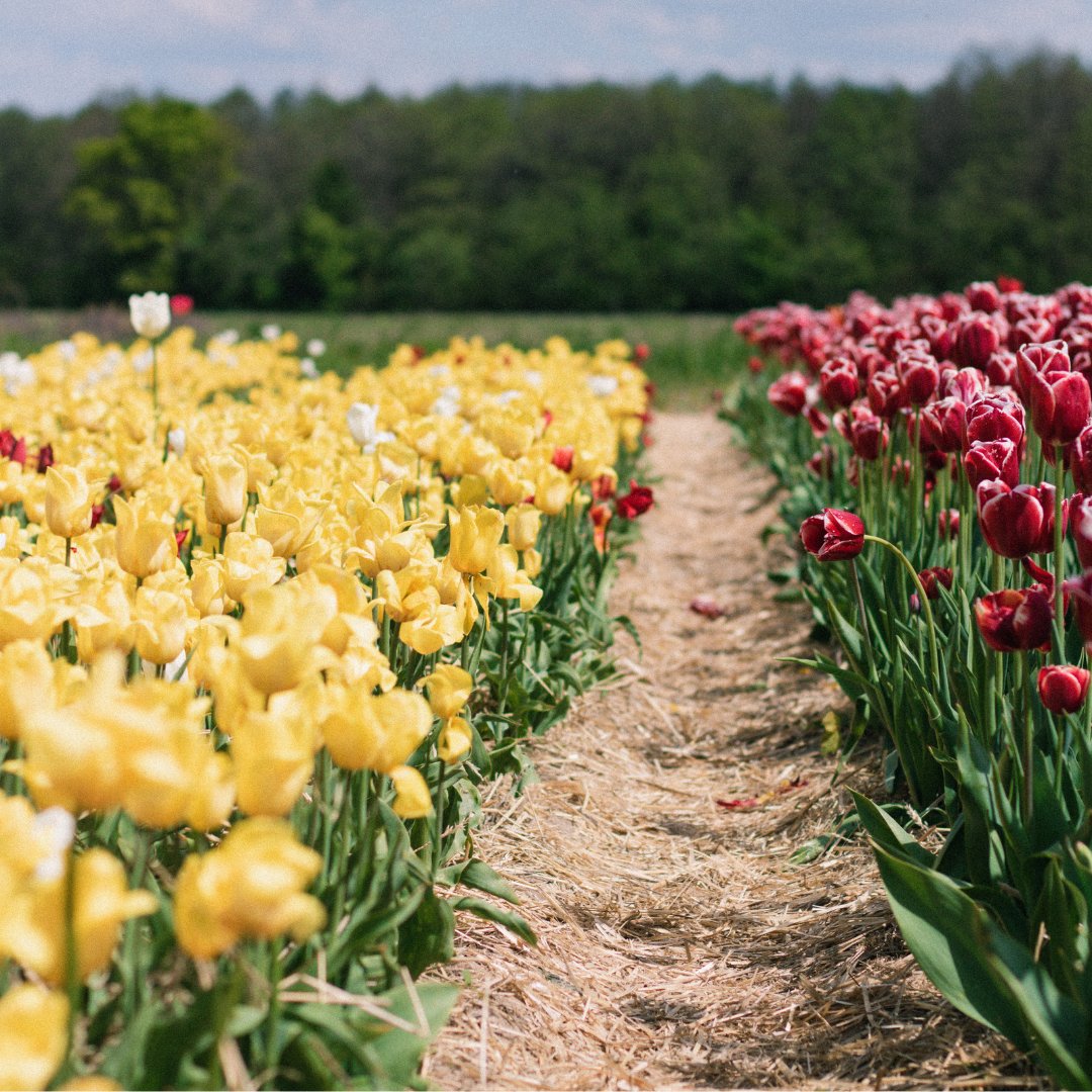 Tulley’s Tulip Farm: an enchanting valley of colour. 🌷 

Take a trip to Hatton and stroll through an enchanting valley of colour, where over 100 varieties of tulips bloom.

@tulleytulipgarden opens its doors in April, making it a wonderful Easter experience.