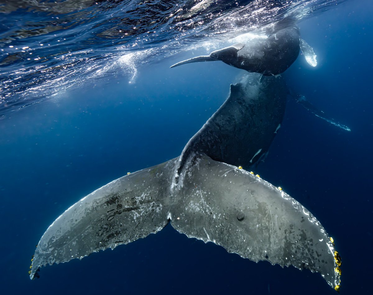 SeaHeaven🇯🇵 on X