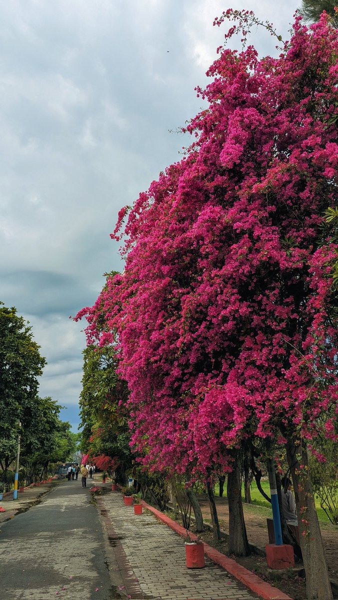 punnu - پُنّوں tweet media