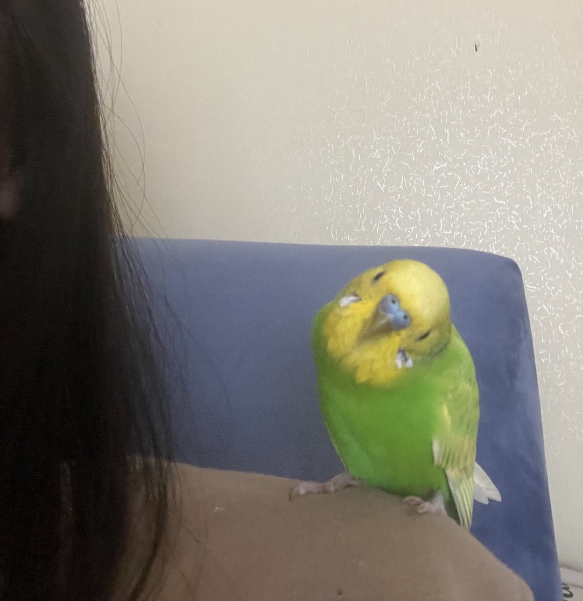 Rabbiness_chiba's tweet photo. #セキセイインコ
 #迷子鳥 #千葉
この子の飼い主さんへ
保護されて 生きてますよ☺️

飼い主さんに安心してもらいたかったので投稿することにしました。

警察の保管期間が
とうとう終わってしまいました。
もう警察では繋げてもらえません。

どうぞいつでもココから
問合せください😊

元気ですよ https://t.co/DiKJ1YkyZc