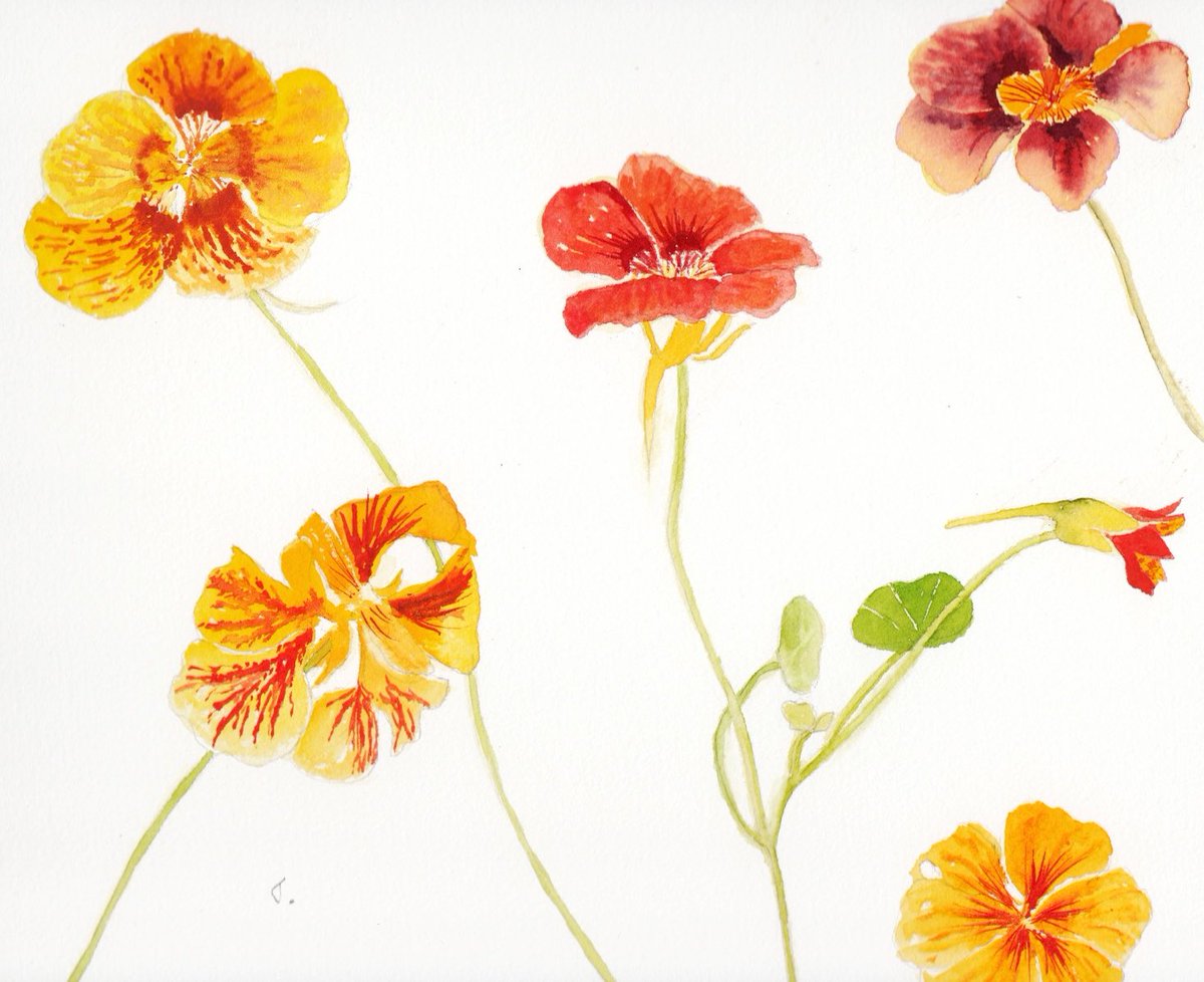 Janet Purves (@mormorjan) on Twitter photo Happy Friday everyone 🧡#EarlyBiz it’s N for Nasturtiums for Day 14 of #MHHSBD alphabet challenge, here’s an original watercolour of these fresh zingy flowers to brighten up your decor 🧡 cardsbymormorjan.etsy.com/listing/567191… #SMILEtt23 <a href="/CraftBizParty/">CraftBizParty</a> #interiordesign Happy Friday everyone 🧡#EarlyBiz it’s N for Nasturtiums for Day 14 of #MHHSBD alphabet challenge, here’s an original watercolour of these fresh zingy flowers to brighten up your decor 🧡 cardsbymormorjan.etsy.com/listing/567191… #SMILEtt23 <a href="/CraftBizParty/">CraftBizParty</a> #interiordesign