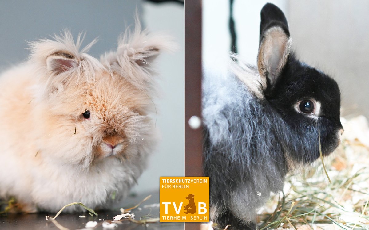 Fanta &amp; Miranda kamen wegen eines Umzugs ins #Tierheim #Berlin. Sie hoffen zusammen auf ein neues Zuhause, werden im Ernstfall aber auch einzeln vermittelt. Vielleicht haben sie ja aber gemeinsam Glück? 🥰 Fellpflege ist bei beiden ganz wichtig.
tierschutz-berlin.de/tiere/fanta-mi…