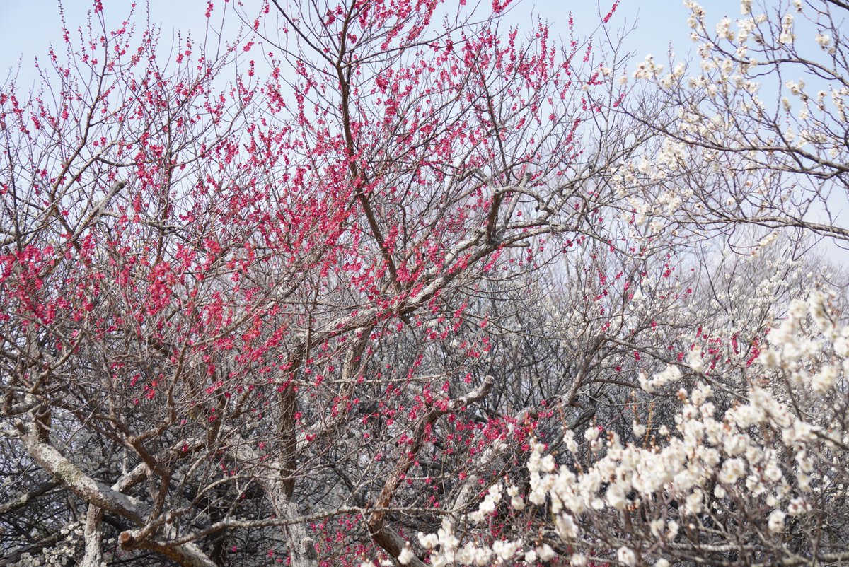 欠伸布袋・紅白梅図 雪村周継 筆、紙本墨画、三幅 室町時代(16世紀