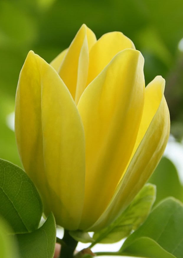 TheFlowerShow's tweet photo. Magnolias are known for their stunning blooms and delightful fragrance! Which of these magnolia varieties is your favourite?
1⃣Saucer Magnolia 🩷
2⃣Southern Magnolia🤍
3⃣Yellow Bird Magnolia💛
4⃣Black Tulip Magnolia🖤 https://t.co/3KQ2N7jOY0