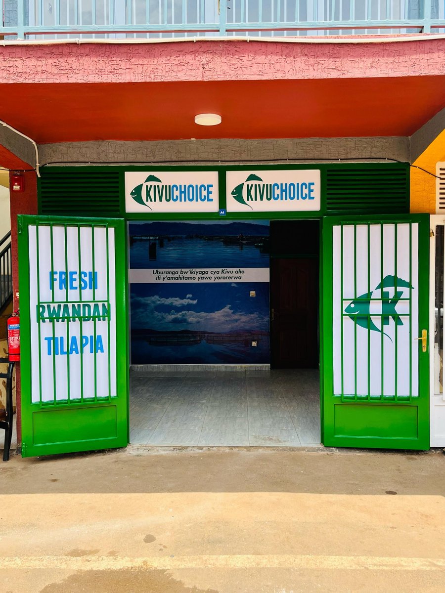Kivuchoice's tweet image. 📍Kanombe, we’re almost ready! 🏗️ Big things are happening! Our Kanombe branch is coming to life, bringing you the freshest, locally grown tilapia 🐟 right in your neighborhood. More convenience, more jobs, more impact! Swipe for a sneak peek! #KivuChoice #NewBranch #Rwanda