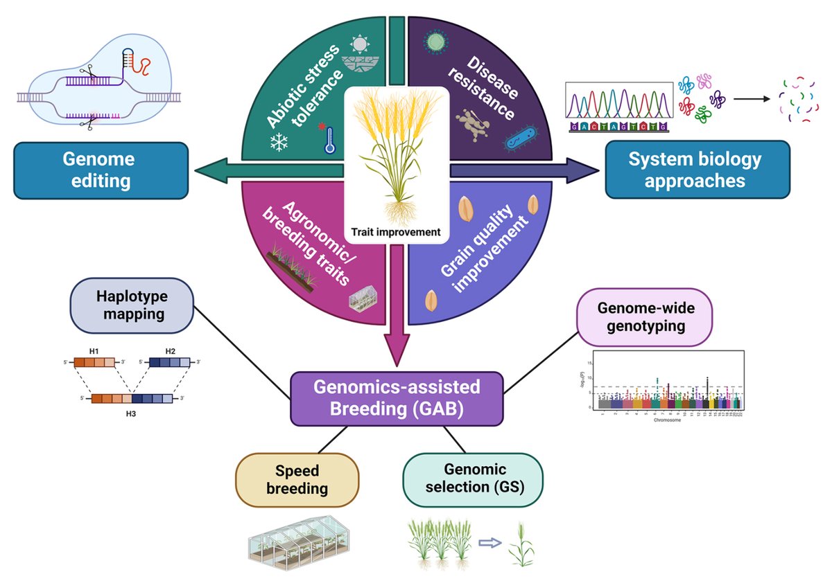 🌾 How can advanced genomics accelerate the development of resilient wheat varieties?

Accelerating wheat improvement through trait characterization: advances and perspectives

tinyurl.com/5dkf4p57