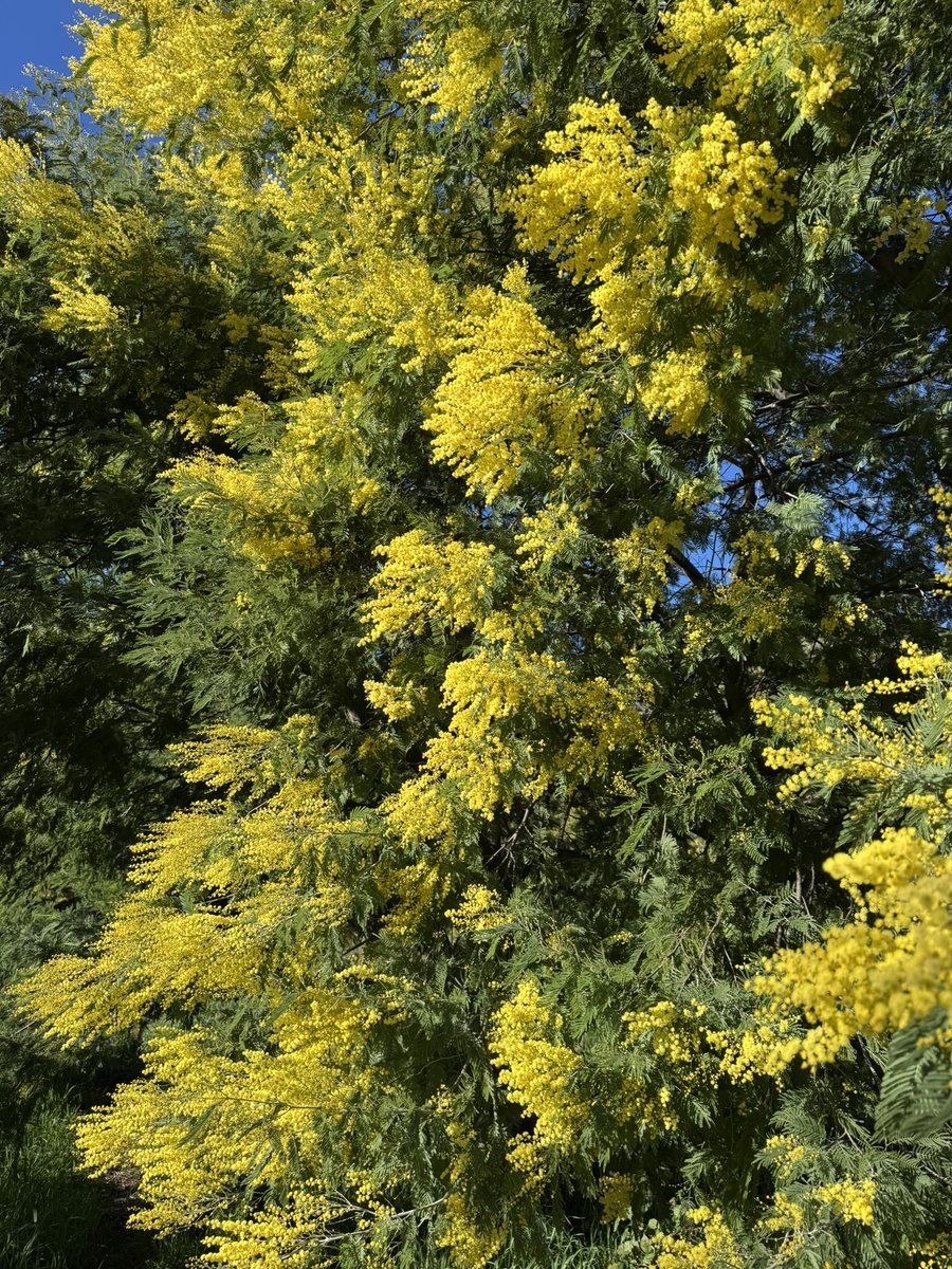 Chaque année, au cœur de l'hiver, Cavalaire s'illumine avec de jolies fleurs dorées qui transforment ses paysages en une véritable toile lumineuse. ☀️