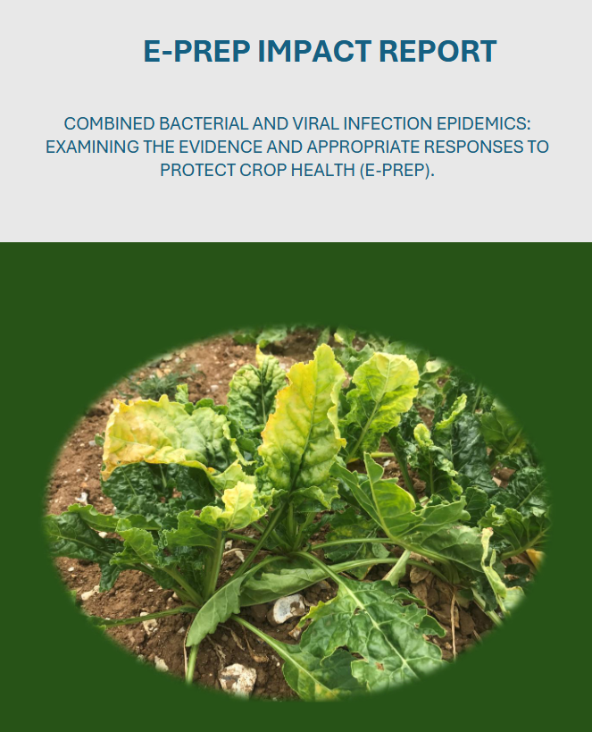 CCRI (@ccri_uk) on Twitter photo A new report is available with <a href="/DamianMaye/">Damian Maye</a> as a co-author:
Combined bacterial and viral infection epidemics: Examining the evidence and appropriate responses to protect crop health
zenodo.org/records/149989…
<a href="/TheAHDB/">AHDB</a> <a href="/ASA_CSSA_SSSA/">Agronomy, Crop, and Soil Science Societies</a> <a href="/EU_ENV/">EU Environment</a> <a href="/Rothamsted/">Rothamsted Research</a> A new report is available with <a href="/DamianMaye/">Damian Maye</a> as a co-author:
Combined bacterial and viral infection epidemics: Examining the evidence and appropriate responses to protect crop health
zenodo.org/records/149989…
<a href="/TheAHDB/">AHDB</a> <a href="/ASA_CSSA_SSSA/">Agronomy, Crop, and Soil Science Societies</a> <a href="/EU_ENV/">EU Environment</a> <a href="/Rothamsted/">Rothamsted Research</a>
