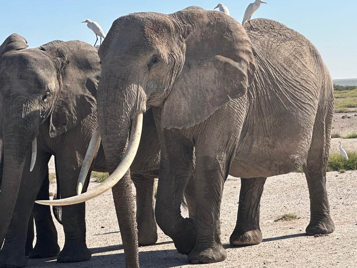 This is Ulrica — the oldest female alive in the Amboseli elephant population today. Born in 1963, Ulrica is the wise matriarch of the UA2 family. She was recently seen by our field team, she is a true testament to resilience and strength, looking great at 62!