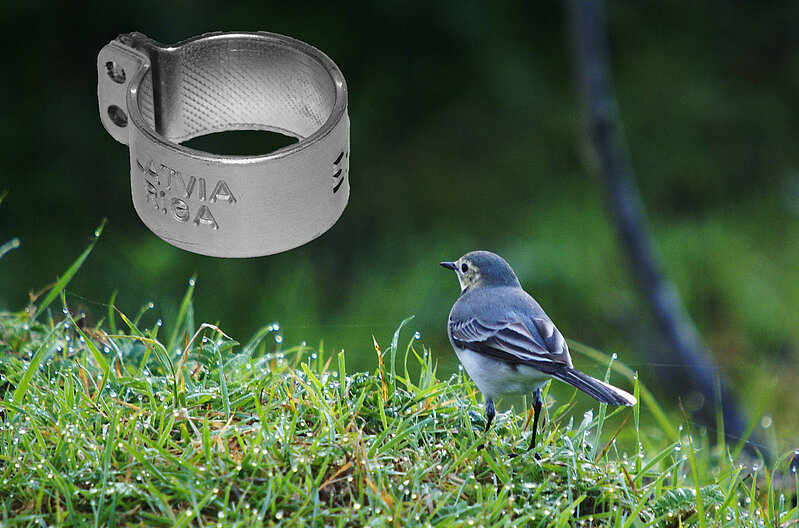 🐦‍⬛Ja esi 13-25 gadus vecs, aicinām uz #LOBjauniešuligzda 22. martā – tā būs veltīta tēmai par putnu gredzenošanu un gredzenu nolasīšanu dabā. Pieteikšanās te: lob.lv/2025/03/lob-ja… #putnugredzenošana  #putnuvērošana