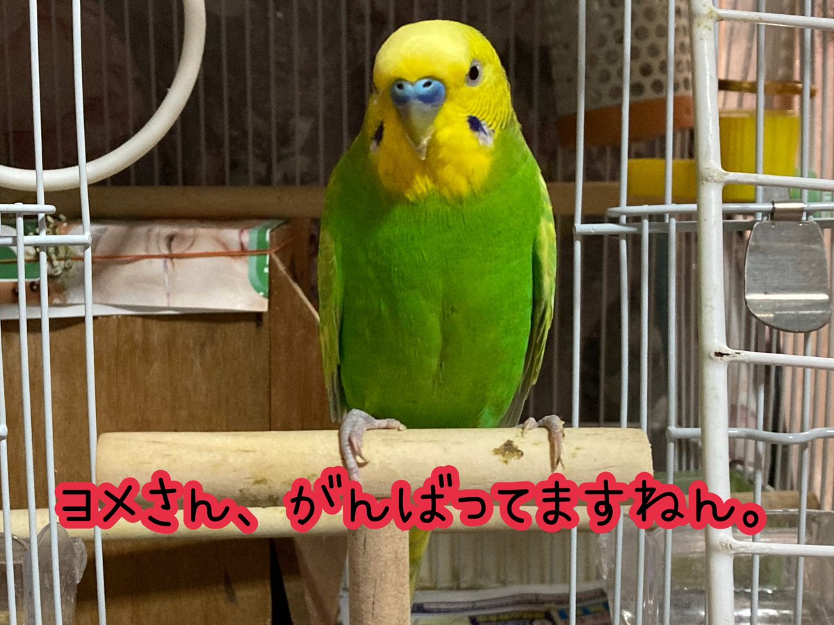 Tuchin1309's tweet photo. 実家の可愛い🦜長子ちゃんがめちゃくちゃたまご産むので
父が知り合いから長介🦜くんを譲ってもらい
無事夫婦となり今温めています😆
長介くん箱屋には入れてもらえませんが
せっせと長子ちゃんのお世話をしています
無事に雛が孵りますように🙏
 #インコ https://t.co/7xpFI6vGjX