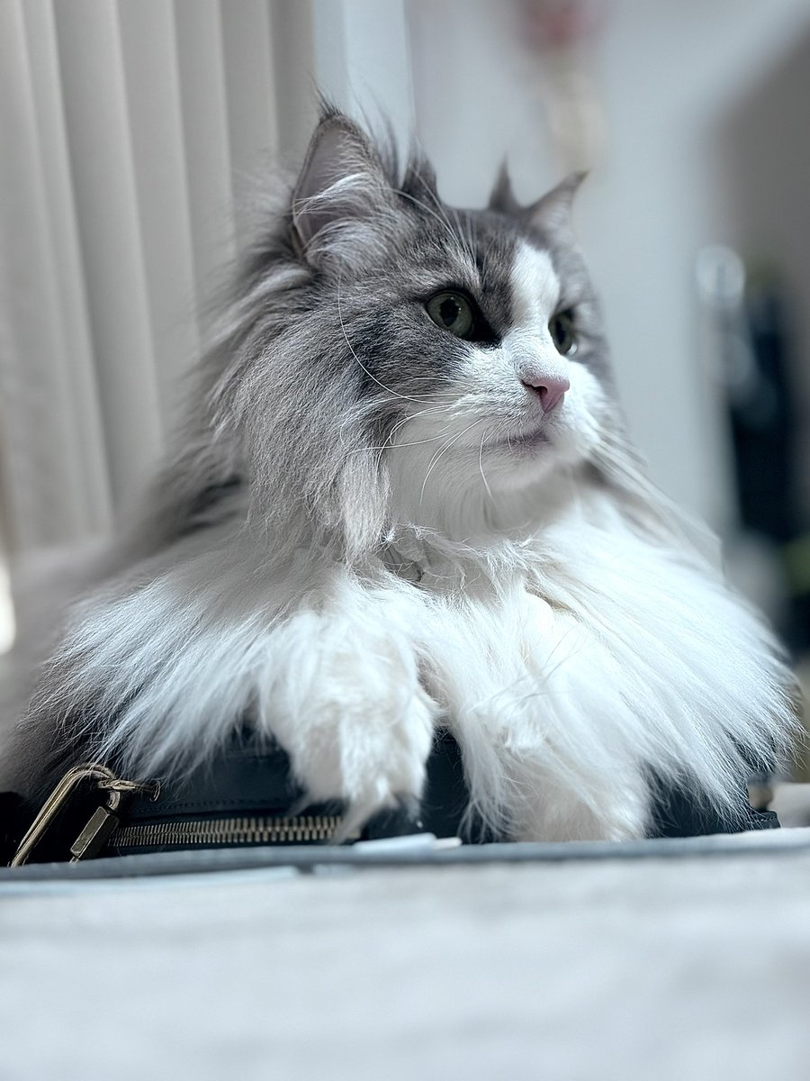 虫麻呂 (@mushimaro8) on Twitter photo 