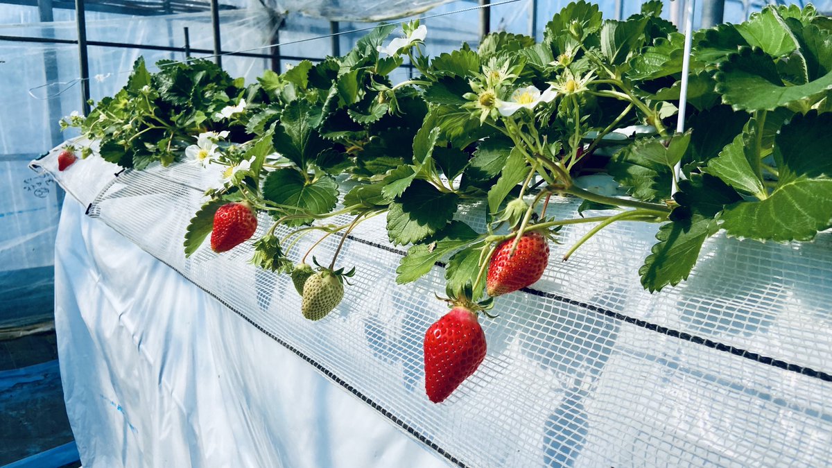 いちご狩り行ってきました！ 🍓✨
 
みなさん「恋みのり」 って知ってますか？
 
数年前に品種登録された 新しいいちごで
九州を中心に生産が拡大中！
 
甘みと酸味のバランスが絶妙で…
もう、大満足の美味しさでした♡
 
みなさんの推し🍓もぜひ教えてください♪