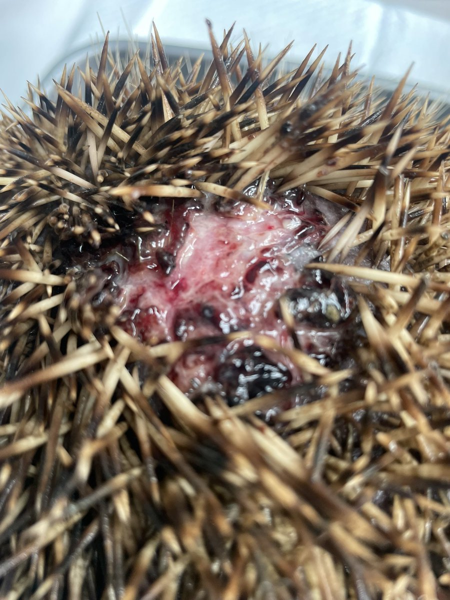 Prickle Lodge - Hedgehog Rescue tweet media