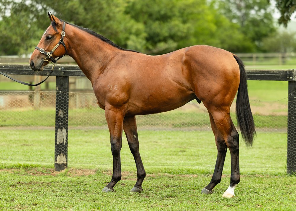 Fairview Park Stud (@fairviewpark) on Twitter photo Magic Millions Adelaide 2025 - 2 lovely colts on offer:
Lot 348: Cosmic Force x Exciting Dynasty (1st image) <a href="/NewgateFarm/">Newgate</a>
Lot 370: Star Turn x Free of Sin - (2nd image) <a href="/VineryStud/">Vinery</a>
Offered through Willaroon Thoroughbreds, come see us at barn 2.
<a href="/mmsnippets/">Magic Millions</a> <a href="/ColquhounRob/">Rob Colquhoun</a> Magic Millions Adelaide 2025 - 2 lovely colts on offer:
Lot 348: Cosmic Force x Exciting Dynasty (1st image) <a href="/NewgateFarm/">Newgate</a>
Lot 370: Star Turn x Free of Sin - (2nd image) <a href="/VineryStud/">Vinery</a>
Offered through Willaroon Thoroughbreds, come see us at barn 2.
<a href="/mmsnippets/">Magic Millions</a> <a href="/ColquhounRob/">Rob Colquhoun</a>