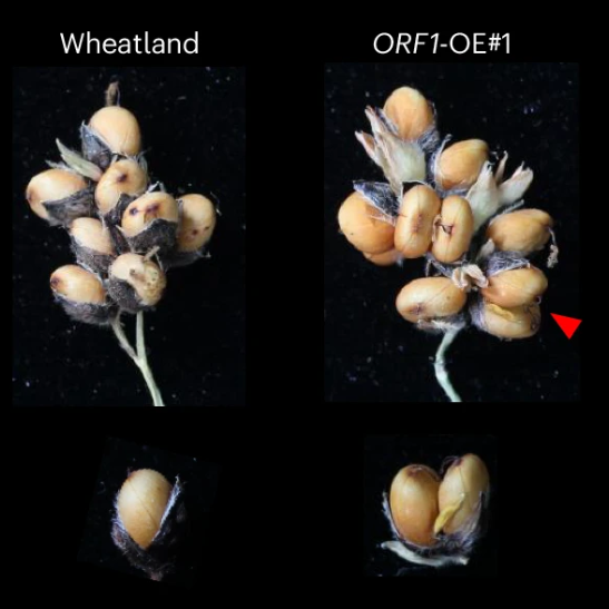 New Article: "Chromosomal inversion at the DG1 promoter drives double-grain spikelets and enhances grain yield in sorghum" rdcu.be/edwuw

36kb inversion in DG1 promoter increases DG1 expression, inducing double-grain spikelets by restoring fertility to the lower floret.