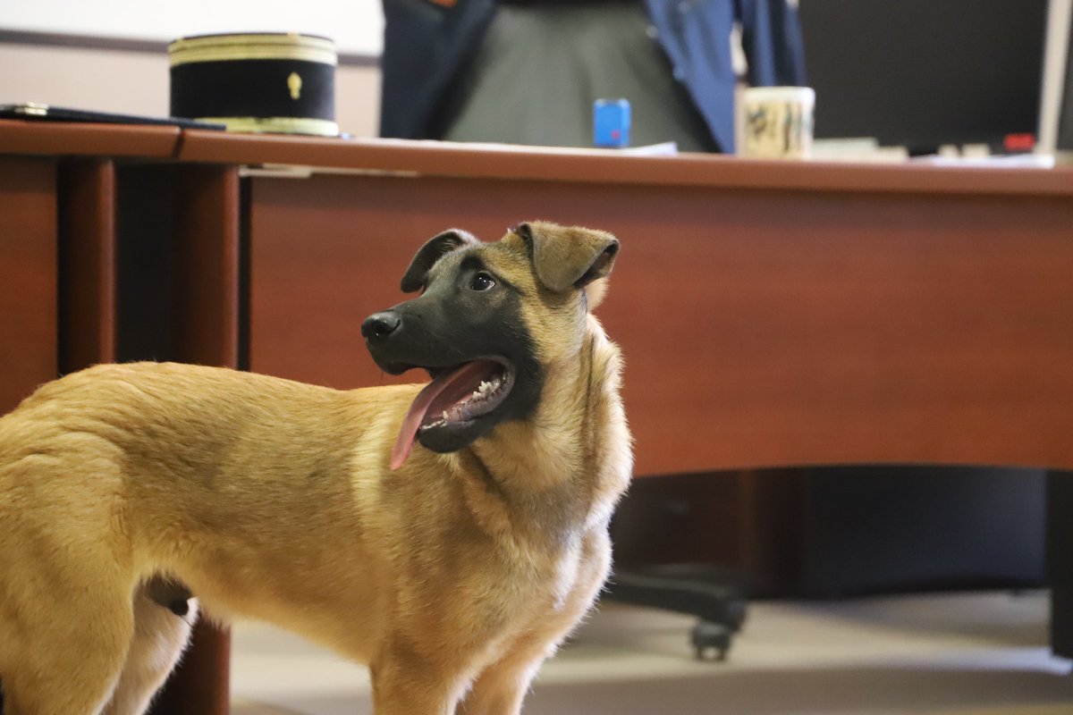 riisc_1's tweet image. 🫡Bienvenue à Hunter notre nouvelle recrue qui a été présenté aujourd’hui au chef de corps. le colonel Jean-Michel AUDIBERT.

🐕Une histoire de famille puisque son père Pac Man (6ans) est aussi en service au sein du régiment. 

Bienvenue chez les Kodaly !

#servir #engagement