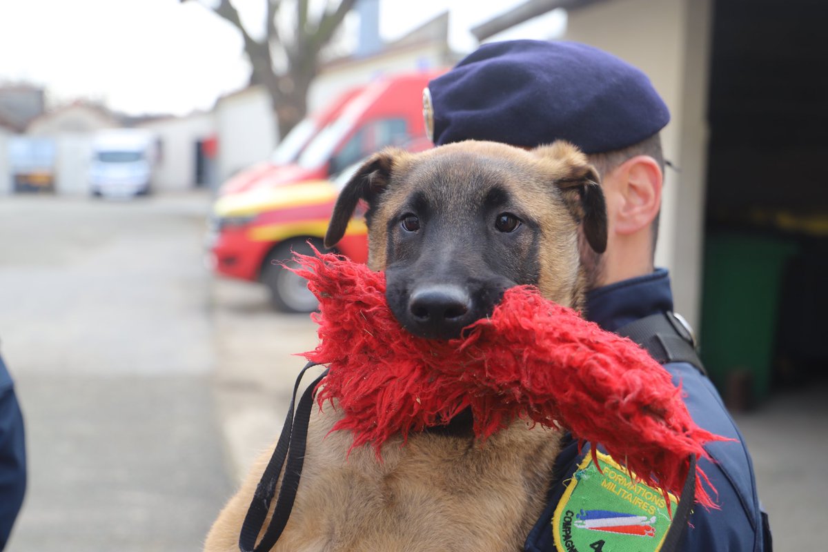 riisc_1's tweet image. 🫡Bienvenue à Hunter notre nouvelle recrue qui a été présenté aujourd’hui au chef de corps. le colonel Jean-Michel AUDIBERT.

🐕Une histoire de famille puisque son père Pac Man (6ans) est aussi en service au sein du régiment. 

Bienvenue chez les Kodaly !

#servir #engagement