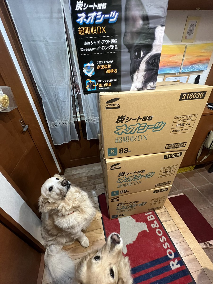 🙌🙌🙌
当選連絡がきた時から小躍りしたくなる嬉しさ🧡
ドドーンと3ケース！
#コーチョー　さんありがとうございます🥹
ビッちゃん思う存分しておくれ😆

#エスパルス犬部
#いぬ部
#犬family