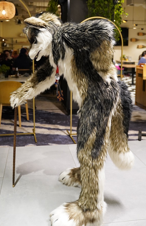 #FursuitFriday #gdakon2025
Yes, I know, I'm an old wolf :p 

photo by: Axel