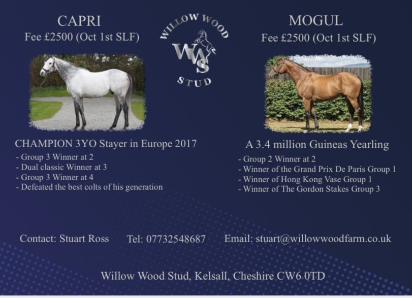 Willow Wood Farm (@willowwoodstud) on Twitter photo 