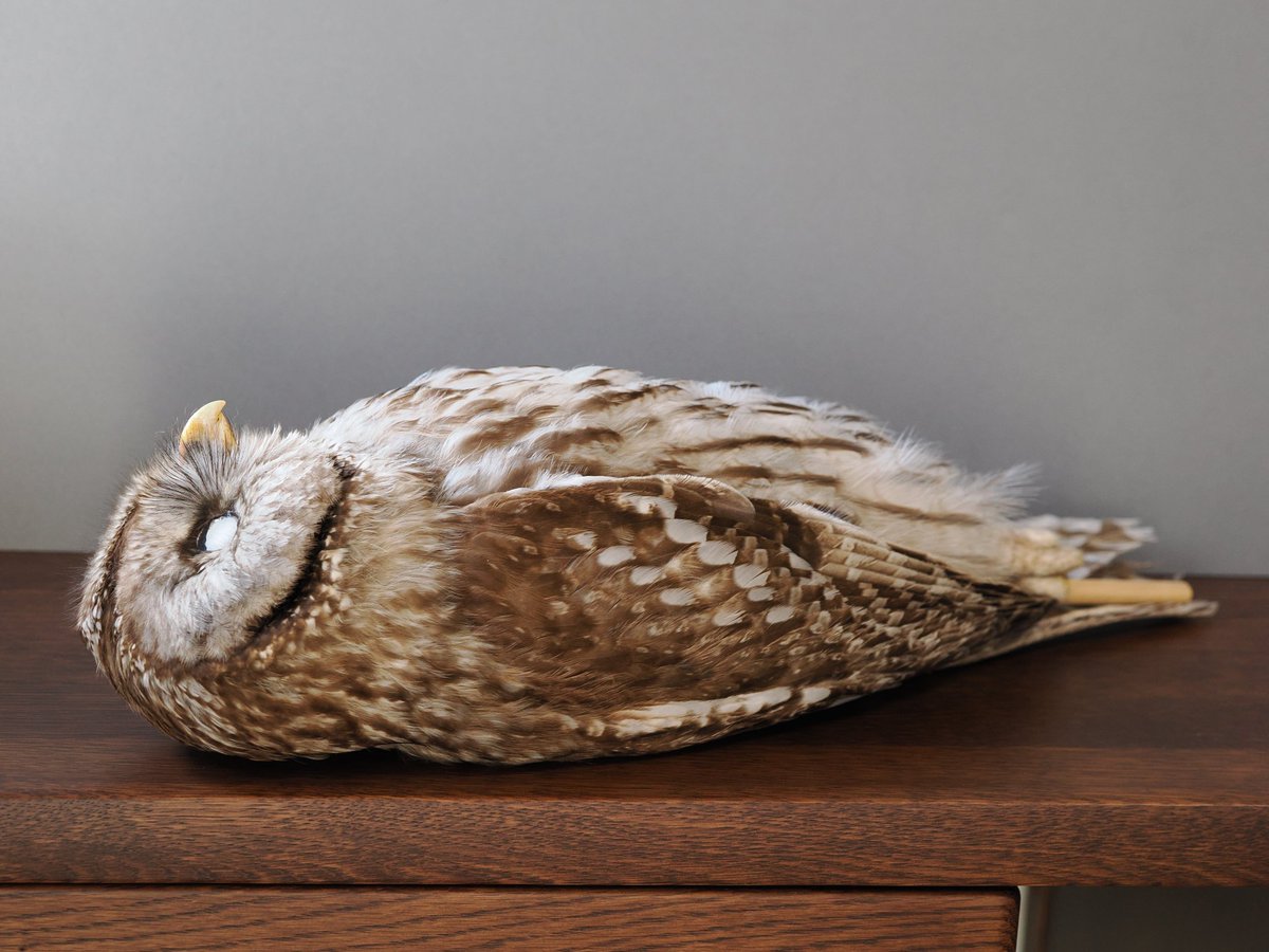 標本展示室 (@01_scavenger) / Posts / X