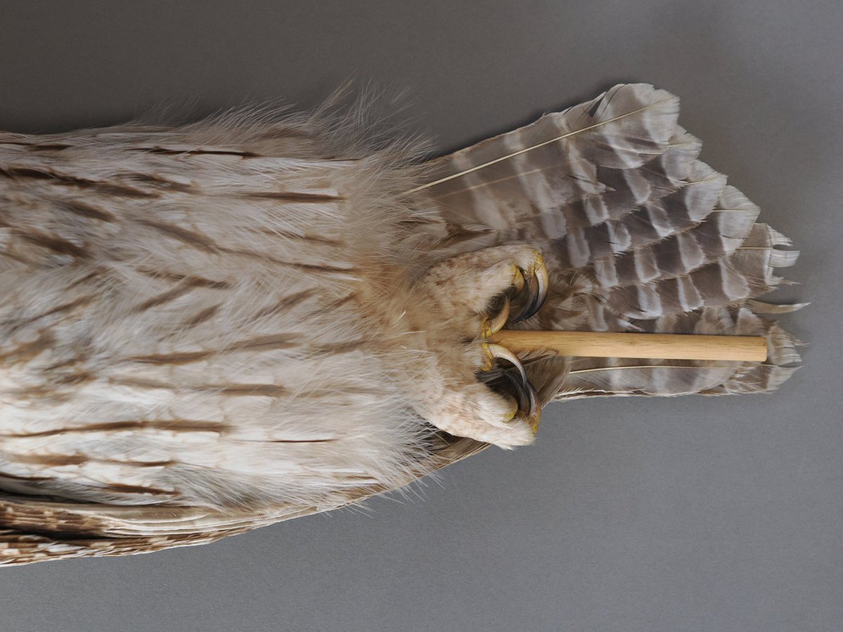 フクロウ♀2cy Strix uralensis 死体拾得(ロードキル) 仮剥製＋翼標本