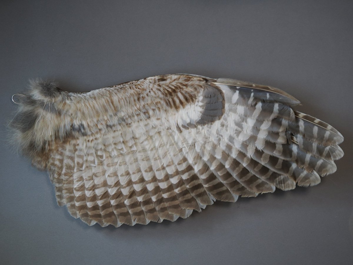 トビの翼標本 標本展示室 (@01_scavenger) / Posts / X