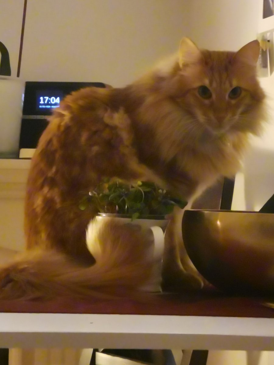 #HedgewatchForDaisy 

Being OTRB is like a sound bowl: the love is always there even if you don't hear it. But if you think of a happy memory you create the sound that makes your heart sing.