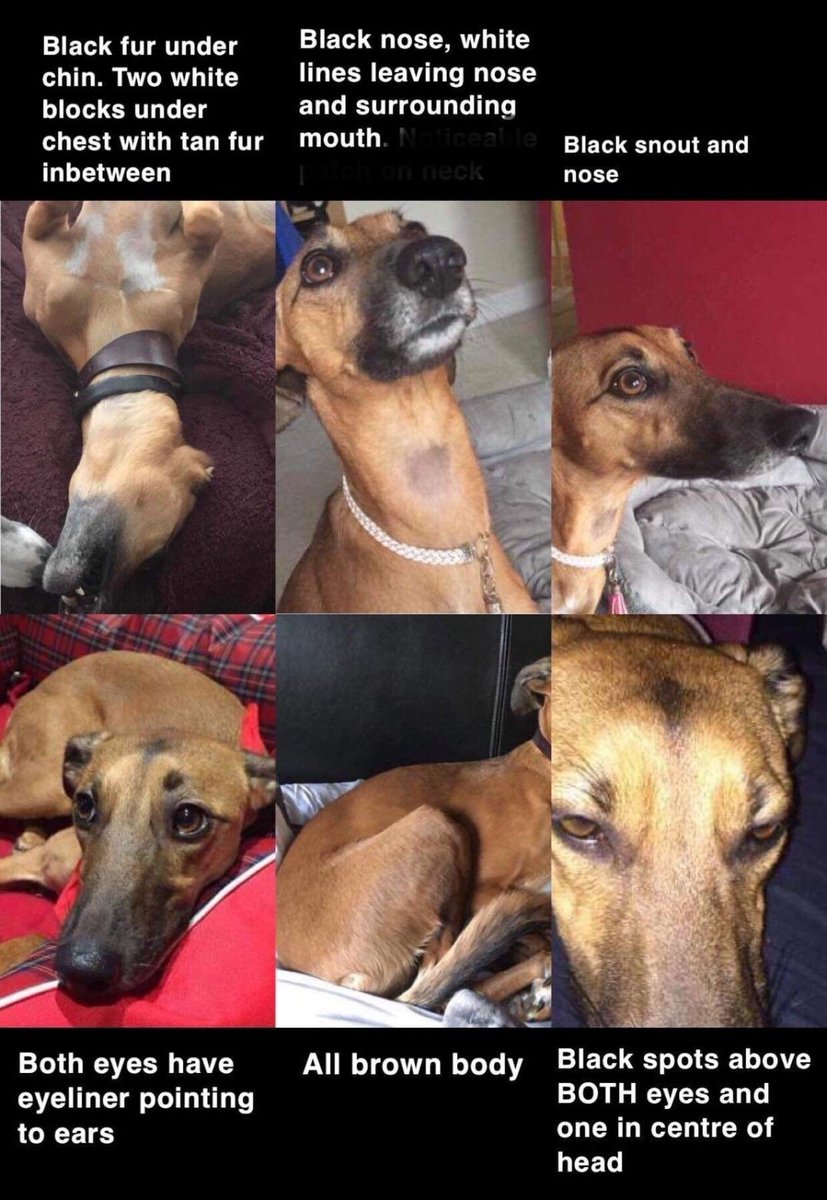 MissingPetsGB's tweet photo. Today is #DogTheftAwarenessDayπ
Please can we post for #StolenRuby
She is believed a victim of #TheftByFinding
Last seen on a walk in Old Amersham #Buckinghamshire #HP7 2018
If anyone knows anything about where Ruby is, please let us knowπ
#FindRubyFriday https://t.co/7w5N199pOL