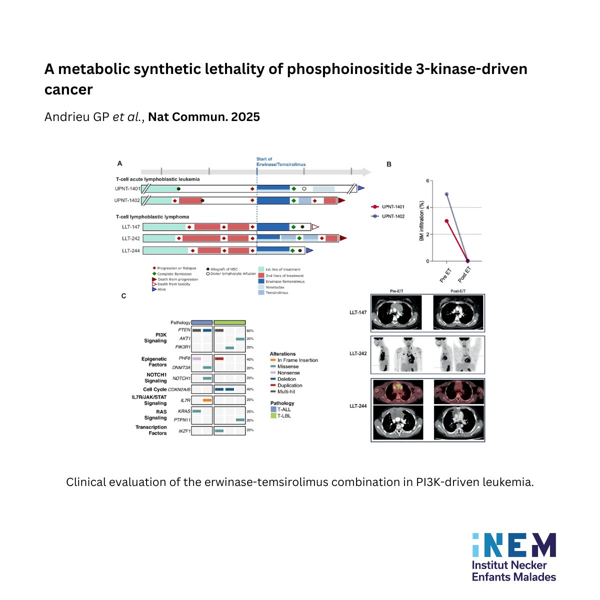 [PUBLICATION] PI3K-driven leukemias exploit glutamine metabolism for survival. <a href="/GuillaumeInALab/">Guillaume P. Andrieu</a> et al. show that mTOR inhibition + glutamine degradation induces potent cytotoxicity— a novel strategy to target metabolic adaptation in PI3K-driven cancers.
🔗nature.com/articles/s4146…