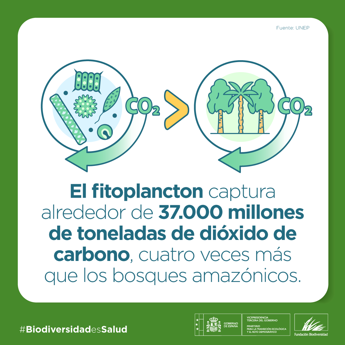 El océano 🌊 es vital: el fitoplancton produce el 50% del oxígeno que respiramos y captura enormes cantidades de CO₂, ayudando a regular el clima🌍 

Proteger la #biodiversidad es proteger nuestra salud 💚 🌍

#BiodiversidadEsSalud 💚