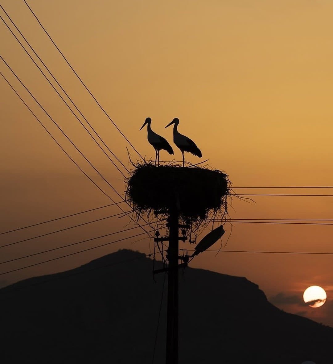 Tunceli'de bir leylek yaralanarak göç edemedi. Lakin başka bir leylek onu yalnız bırakmamak için göç etmekten vazgeçip Tunceli'ye geri döndü. Ve ikisi 6 yıldır Tunceli'den ayrılmıyor
. 
"𝐁𝐢𝐫𝐢 𝐤𝐚𝐧𝐚𝐝𝛊𝐧𝐚 𝐲𝐞𝐧𝐢𝐤 𝐝üş𝐭ü,   
         𝐝𝐢ğ𝐞𝐫𝐢 𝐲ü𝐫𝐞ğ𝐢𝐧𝐞..." 🕊️
