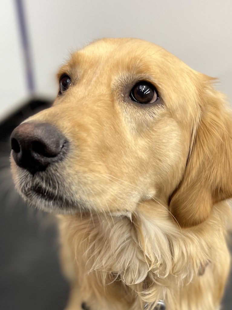 BREAKING NEWS
​
​WE CHECKED AND DOGS ARE STILL GOOD TODAY