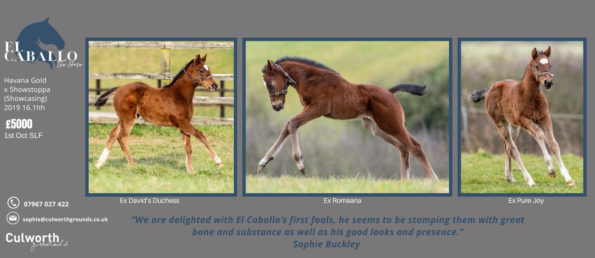 EBN (@bloodstocknews) on Twitter photo ✨ Check out the FIRST FOALS by <a href="/CulworthGrounds/">Culworth Grounds</a>' EL CABALLO ✨
“We are delighted with El Caballo’s first foals, he seems to be stamping them with great bone and substance as well as his good looks and presence.”
🗣️ Sophie Buckley
📍 Standing at £5,000 (1st Oct SLF)
Don’t miss ✨ Check out the FIRST FOALS by <a href="/CulworthGrounds/">Culworth Grounds</a>' EL CABALLO ✨
“We are delighted with El Caballo’s first foals, he seems to be stamping them with great bone and substance as well as his good looks and presence.”
🗣️ Sophie Buckley
📍 Standing at £5,000 (1st Oct SLF)
Don’t miss