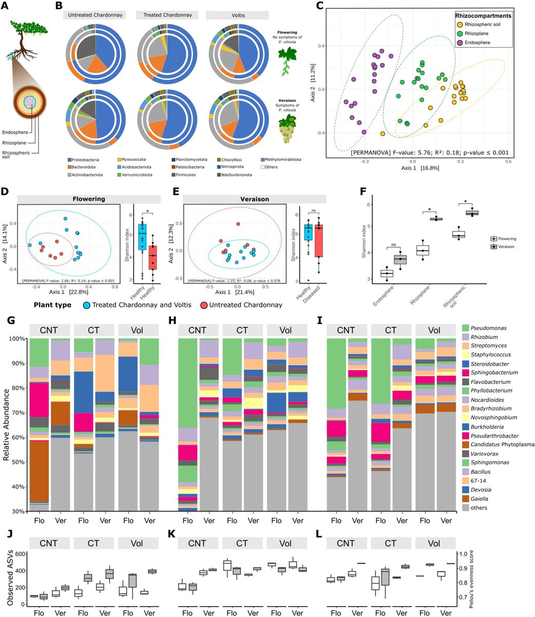In #EnvironmentalMicrobiome

Exploring microbial diversity in grapevine roots under disease pressure to identify microbial signatures &amp; their role in plant health

Highlighting distinct bacterial communities &amp; functional genes linked to plant immunity 

👉doi.org/pbqm