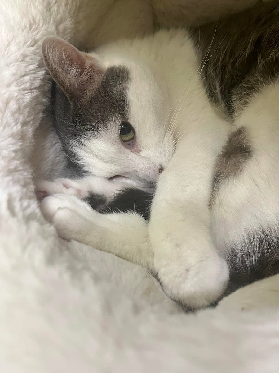 Mona Lisa our work of art ♥️
She’s available for adoption now!