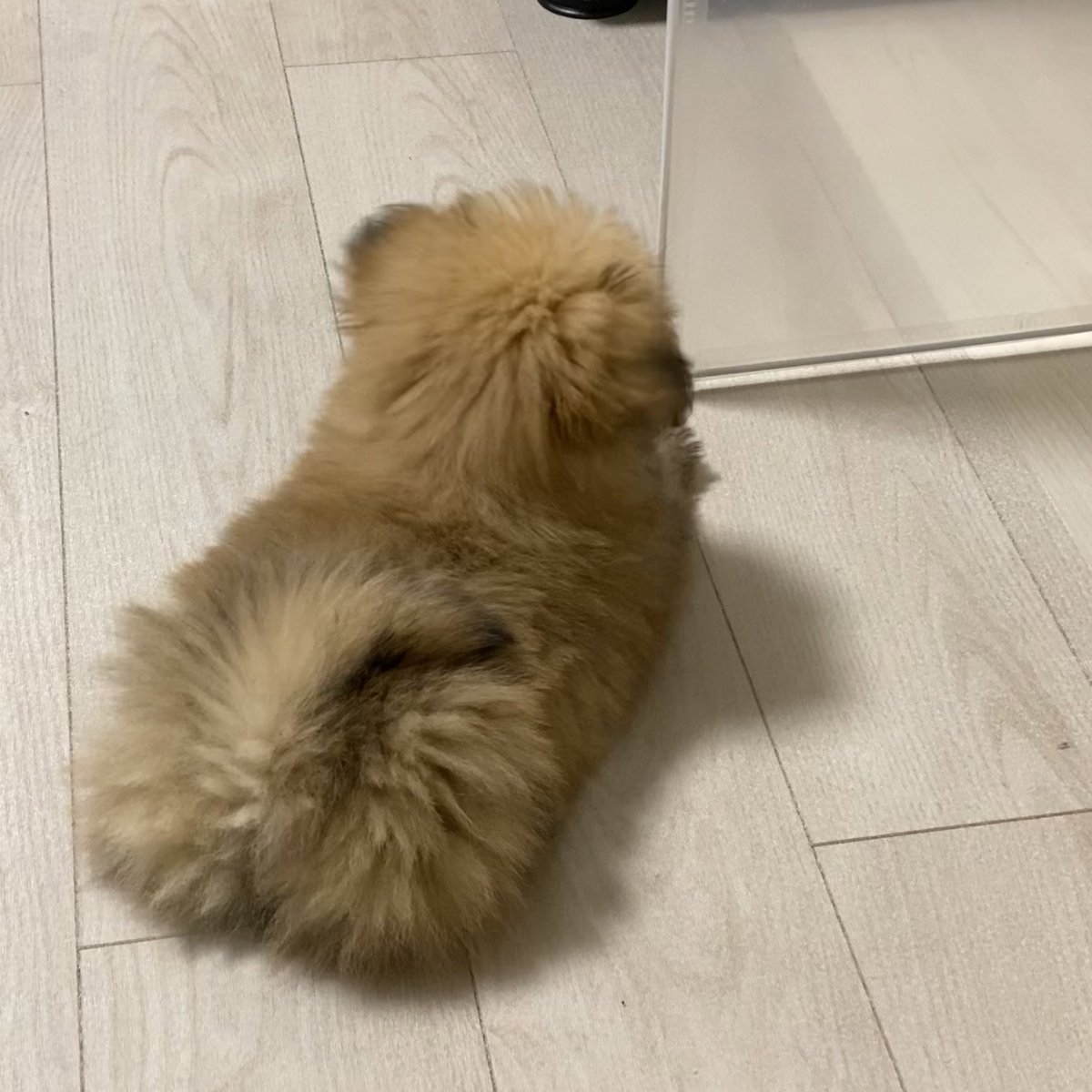 kotochanda's tweet photo. たまに赤ちゃん琴ちゃんに会いたくなる https://t.co/sSlhzKRJl2