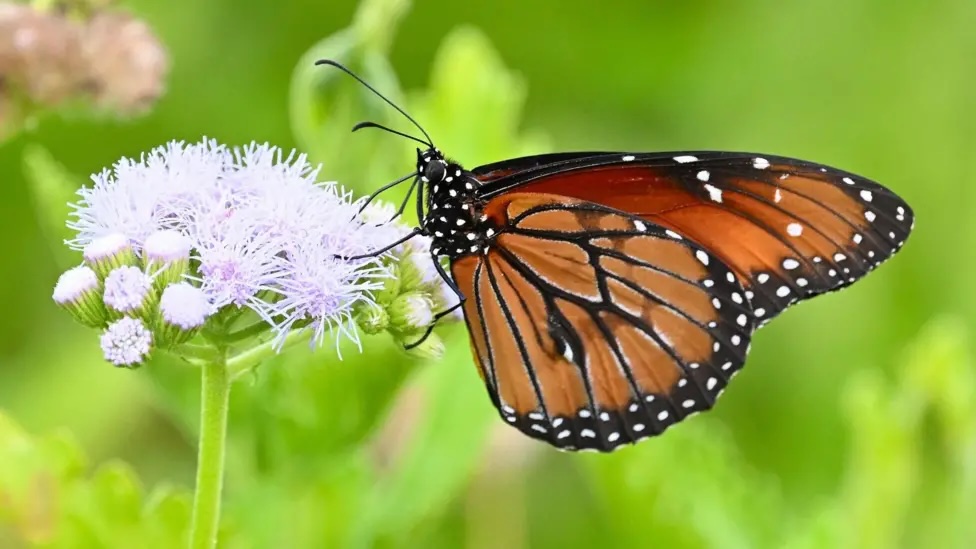 BBC Earth (@bbcearth) on Twitter photo Butterfly numbers in the US have dropped by over a fifth in 20 years, with many species in decline.
How can we best recover this species? 🦋
Read more in <a href="/BBCNews/">BBC News (UK)</a> 👉 bbc.in/43Ir3Hy Butterfly numbers in the US have dropped by over a fifth in 20 years, with many species in decline.
How can we best recover this species? 🦋
Read more in <a href="/BBCNews/">BBC News (UK)</a> 👉 bbc.in/43Ir3Hy